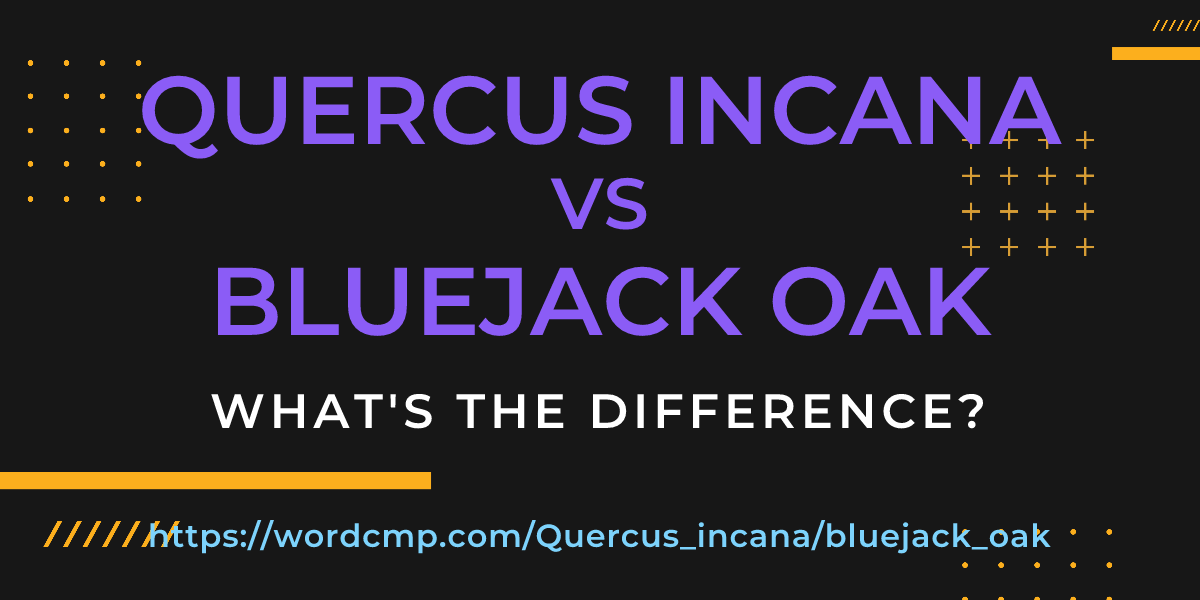 Difference between Quercus incana and bluejack oak