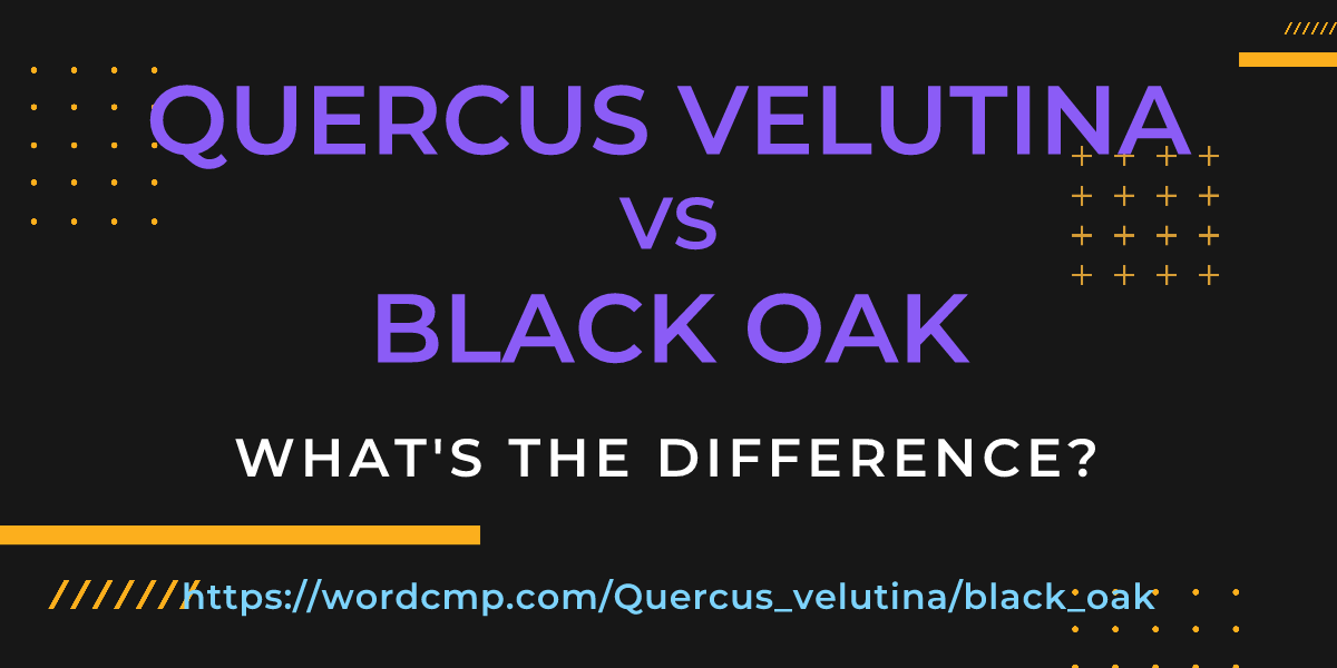 Difference between Quercus velutina and black oak