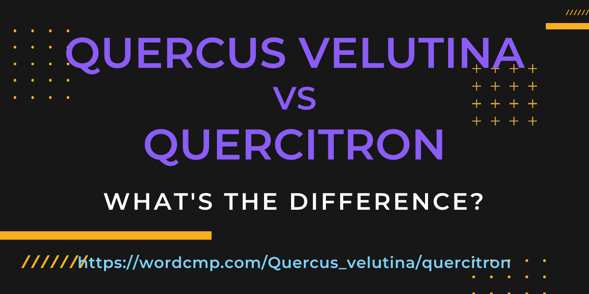 Difference between Quercus velutina and quercitron