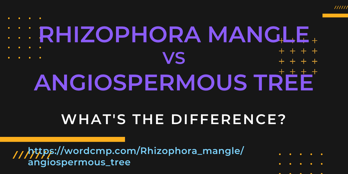Difference between Rhizophora mangle and angiospermous tree
