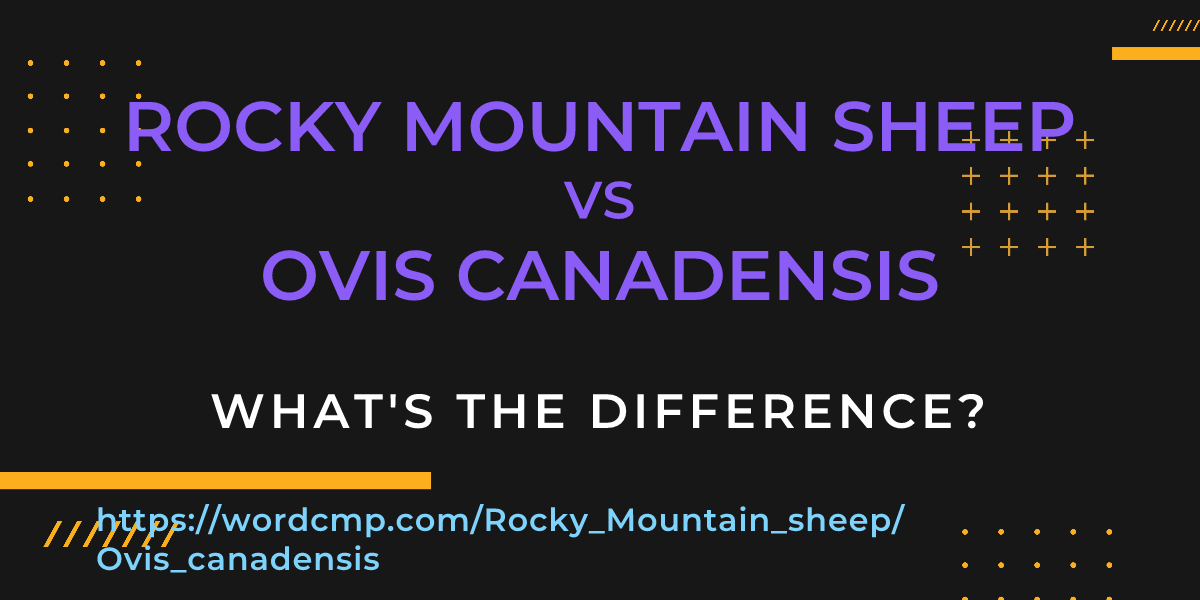 Difference between Rocky Mountain sheep and Ovis canadensis