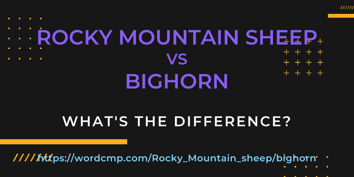 Difference between Rocky Mountain sheep and bighorn
