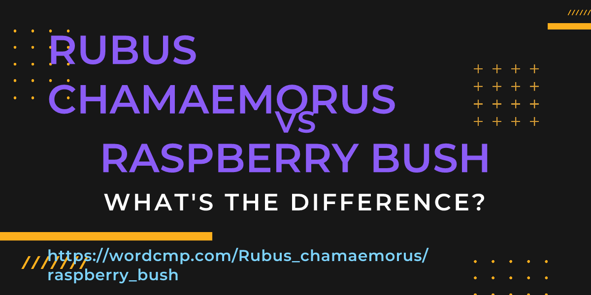 Difference between Rubus chamaemorus and raspberry bush