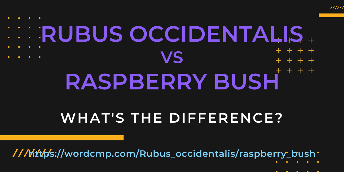 Difference between Rubus occidentalis and raspberry bush