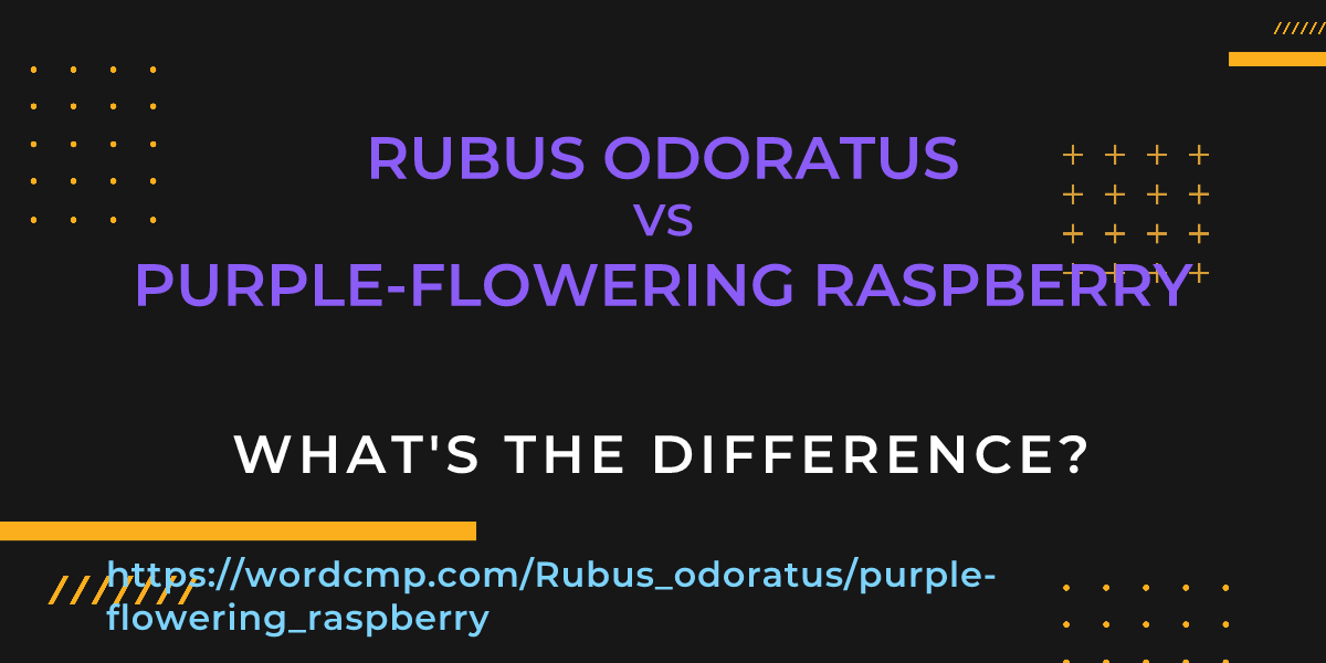 Difference between Rubus odoratus and purple-flowering raspberry
