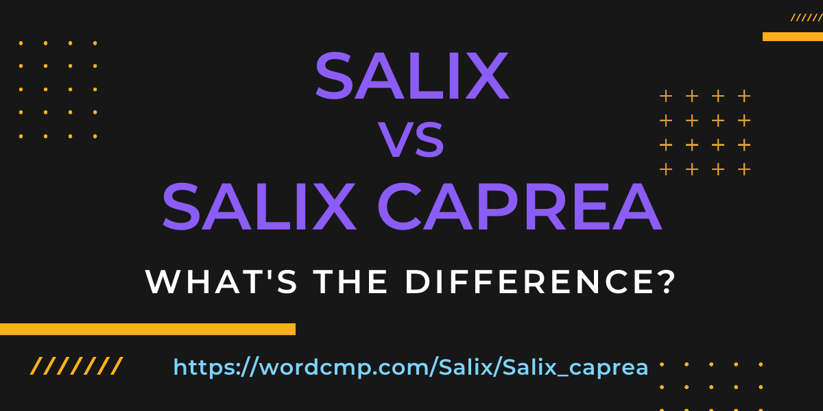 Difference between Salix and Salix caprea