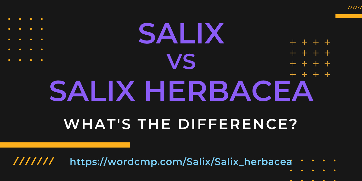 Difference between Salix and Salix herbacea