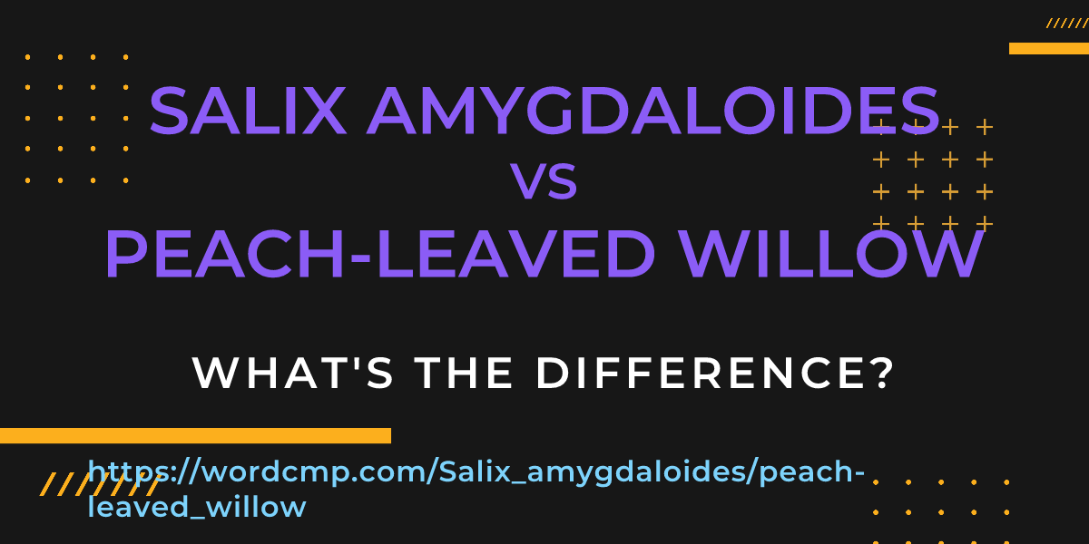 Difference between Salix amygdaloides and peach-leaved willow