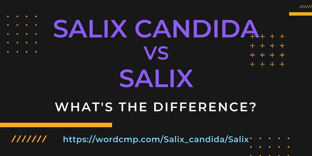 Difference between Salix candida and Salix