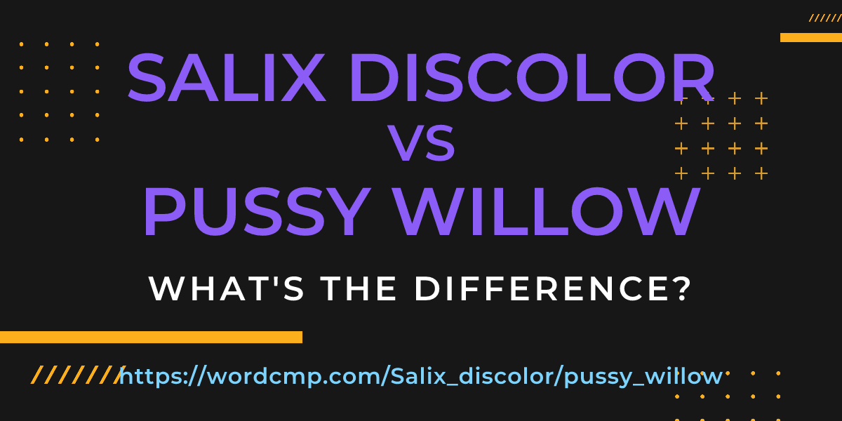 Difference between Salix discolor and pussy willow