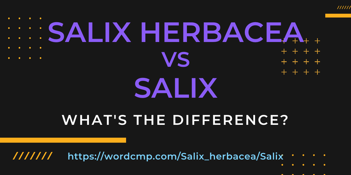 Difference between Salix herbacea and Salix