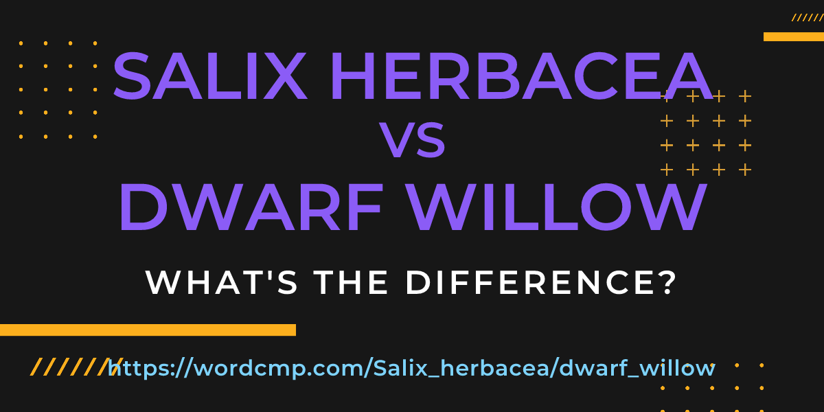 Difference between Salix herbacea and dwarf willow