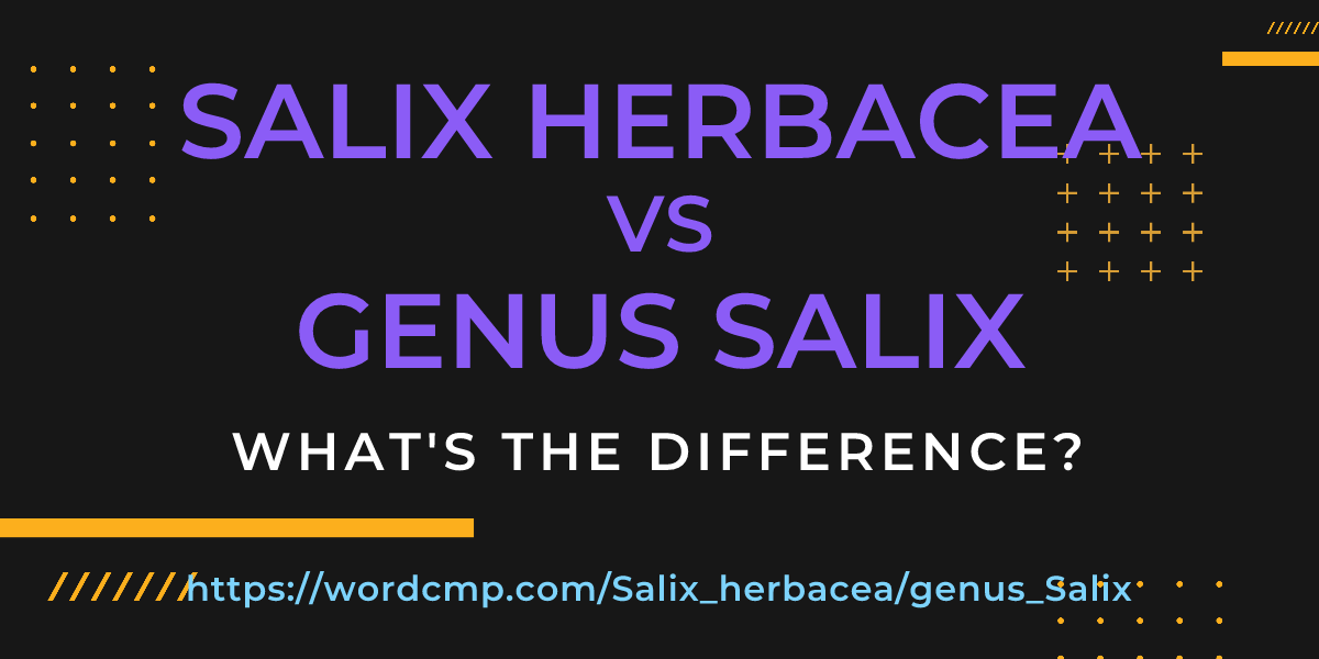 Difference between Salix herbacea and genus Salix