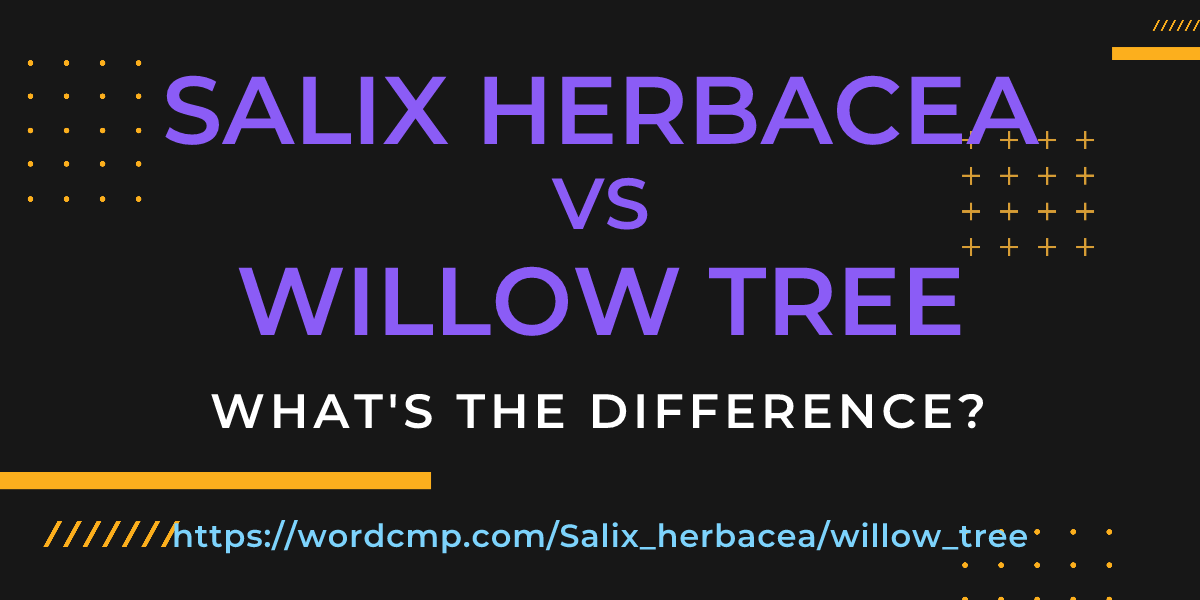 Difference between Salix herbacea and willow tree