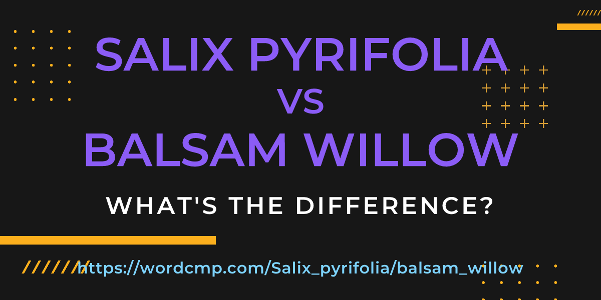 Difference between Salix pyrifolia and balsam willow