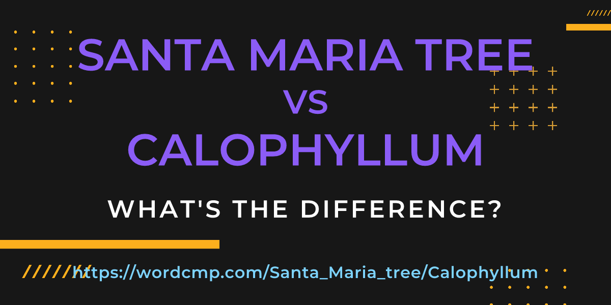 Difference between Santa Maria tree and Calophyllum