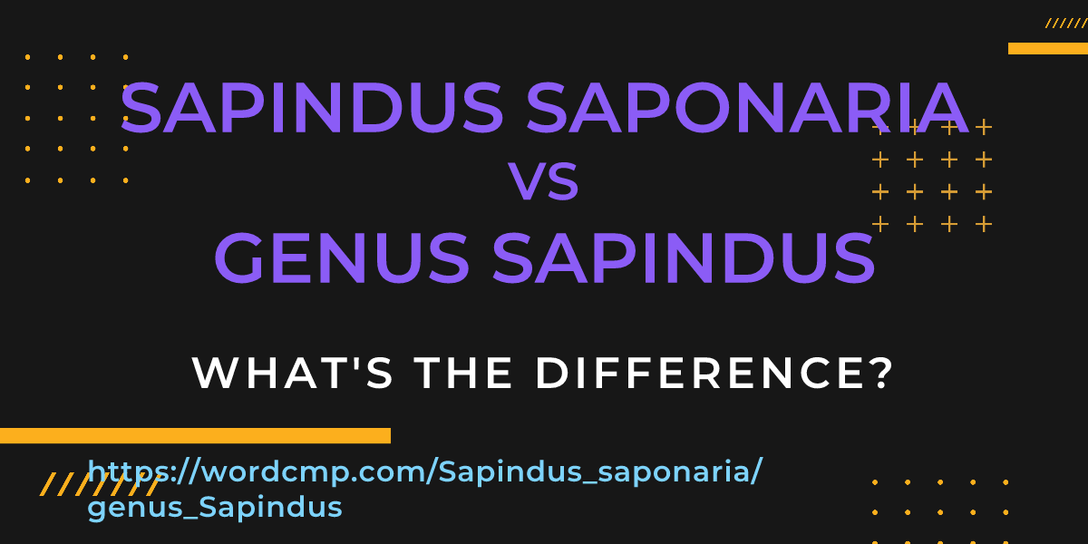 Difference between Sapindus saponaria and genus Sapindus