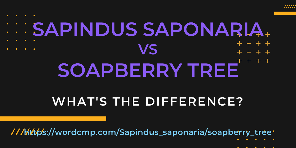 Difference between Sapindus saponaria and soapberry tree