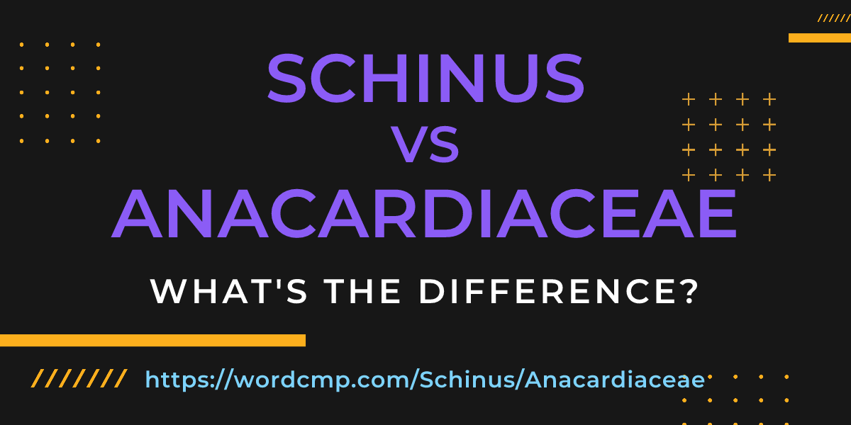 Difference between Schinus and Anacardiaceae