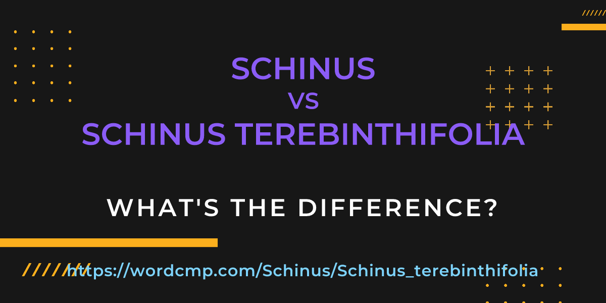 Difference between Schinus and Schinus terebinthifolia