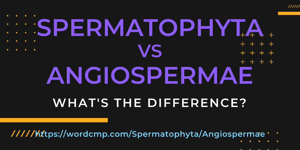 Difference between Spermatophyta and Angiospermae