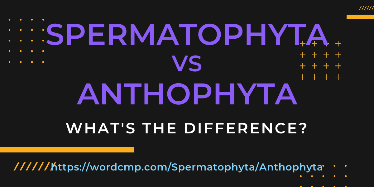 Difference between Spermatophyta and Anthophyta