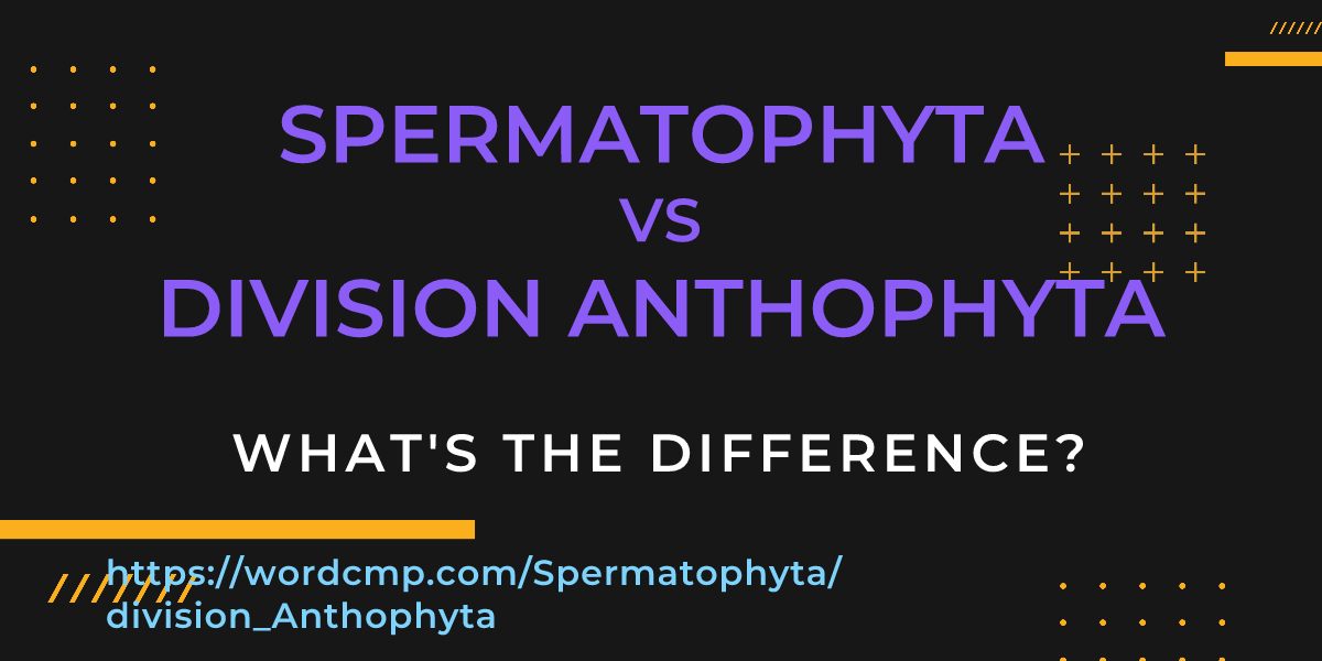 Difference between Spermatophyta and division Anthophyta