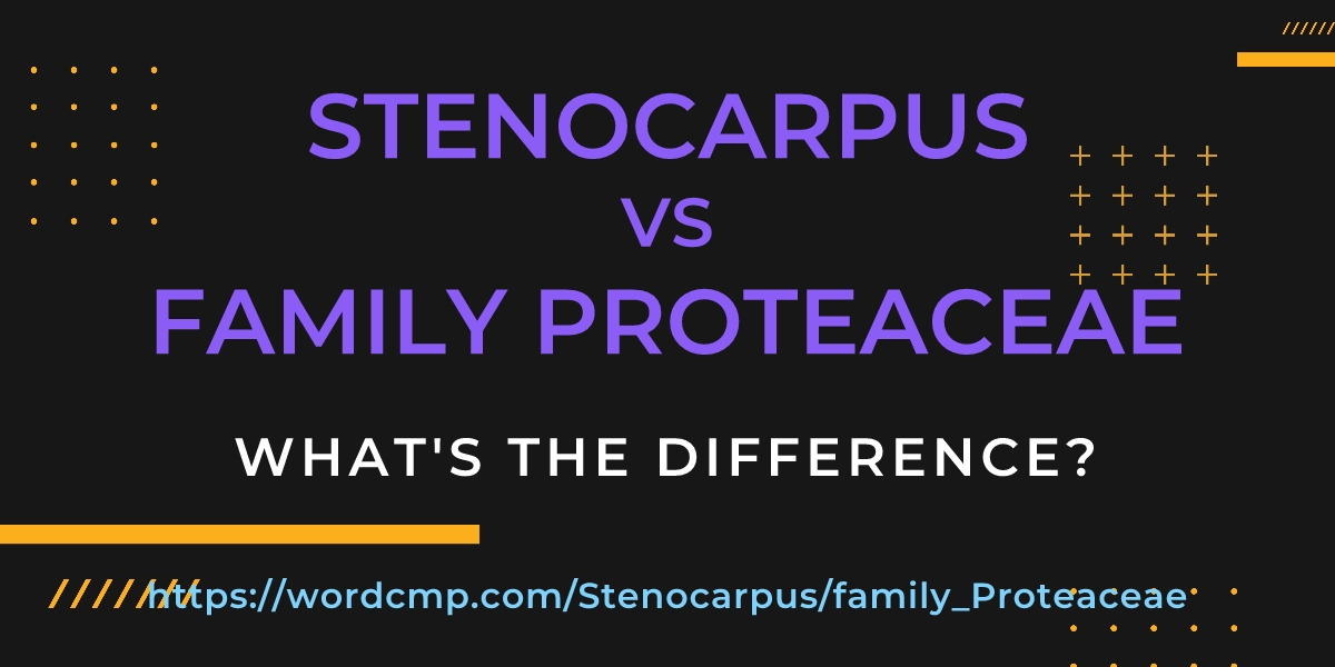 Difference between Stenocarpus and family Proteaceae