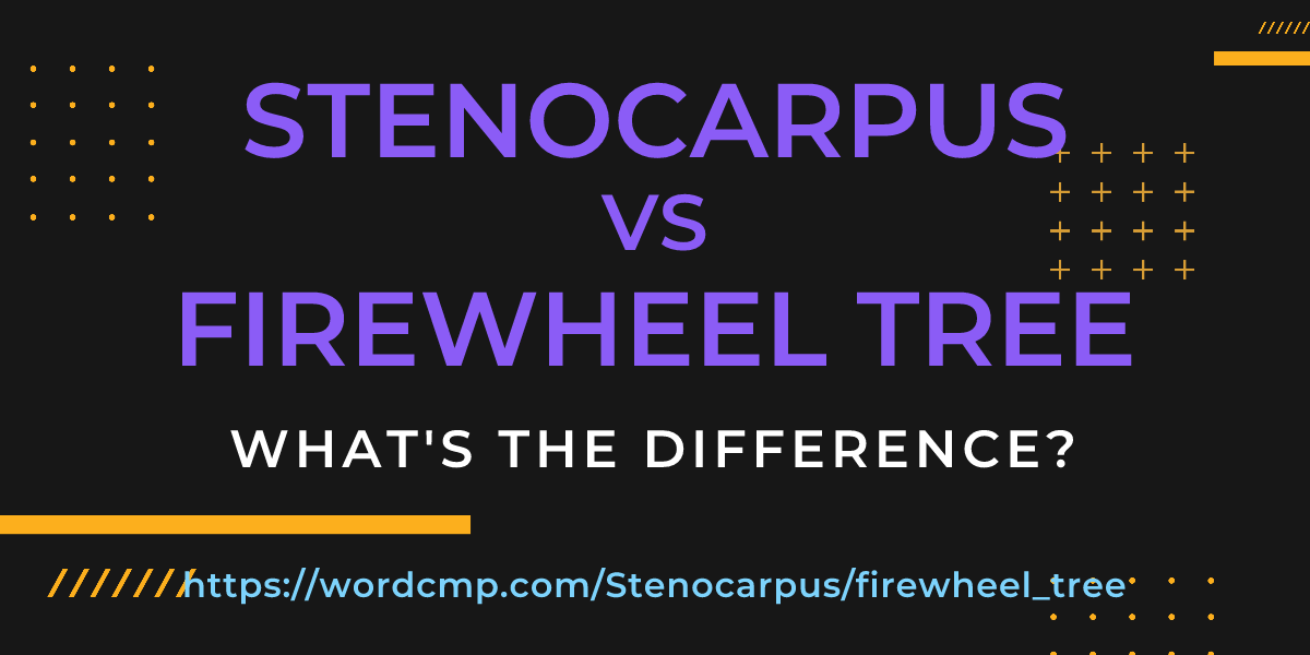 Difference between Stenocarpus and firewheel tree