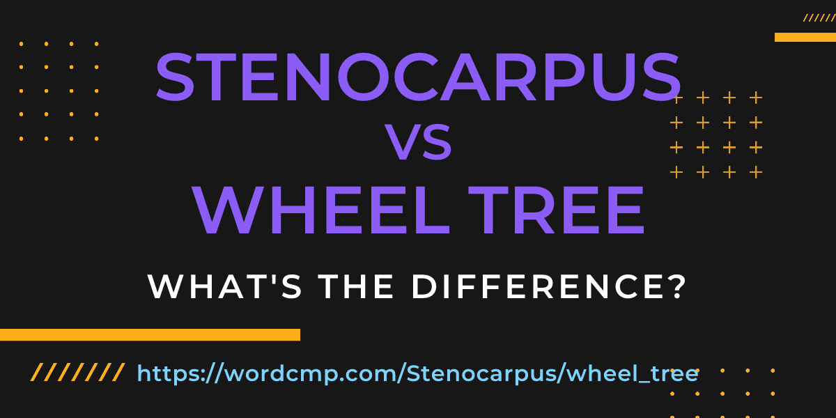 Difference between Stenocarpus and wheel tree