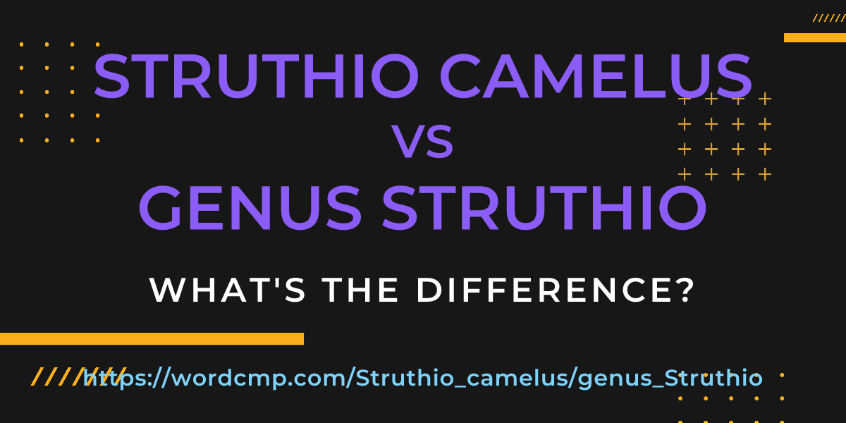 Difference between Struthio camelus and genus Struthio