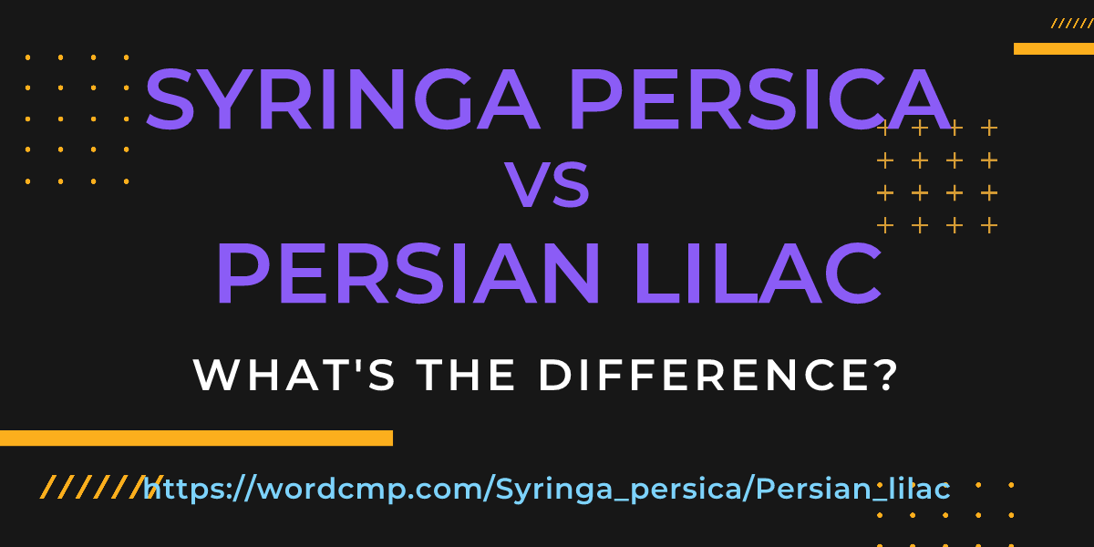 Difference between Syringa persica and Persian lilac