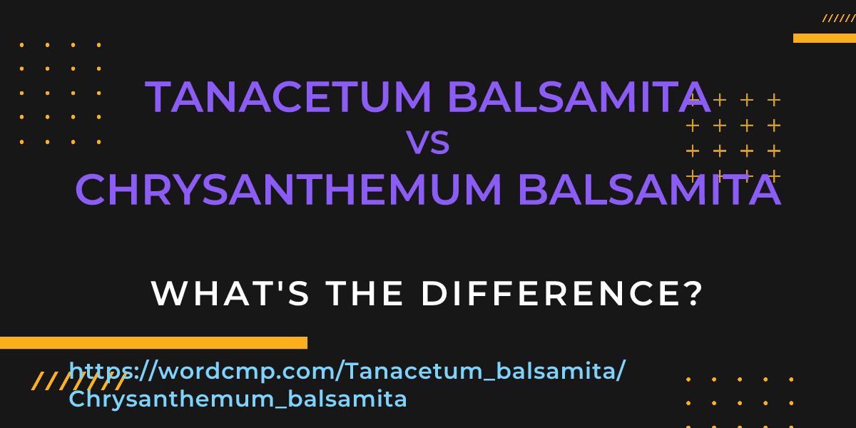 Difference between Tanacetum balsamita and Chrysanthemum balsamita