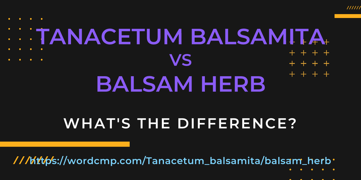 Difference between Tanacetum balsamita and balsam herb