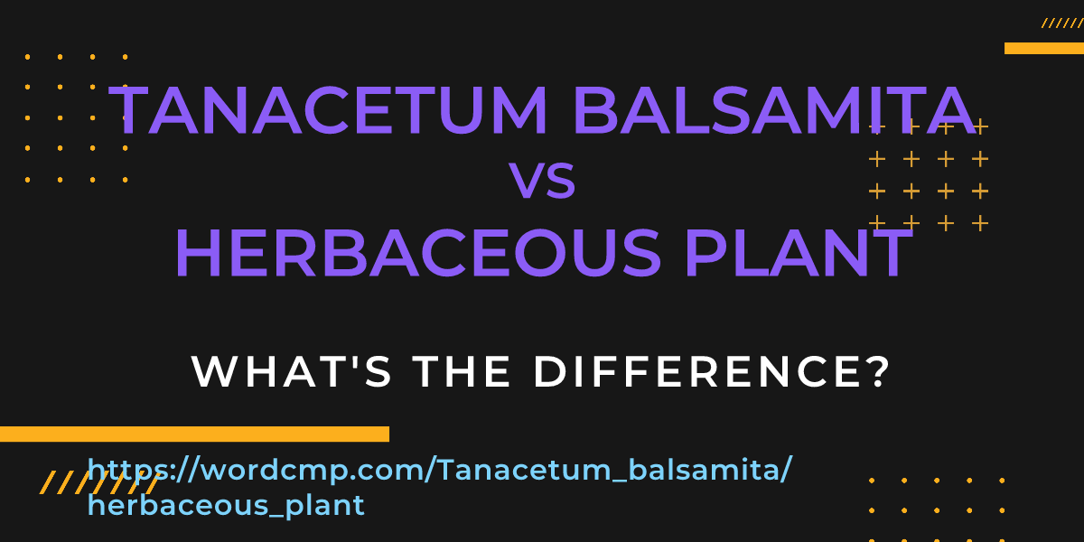 Difference between Tanacetum balsamita and herbaceous plant