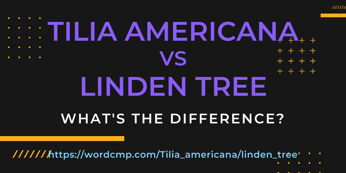 Difference between Tilia americana and linden tree