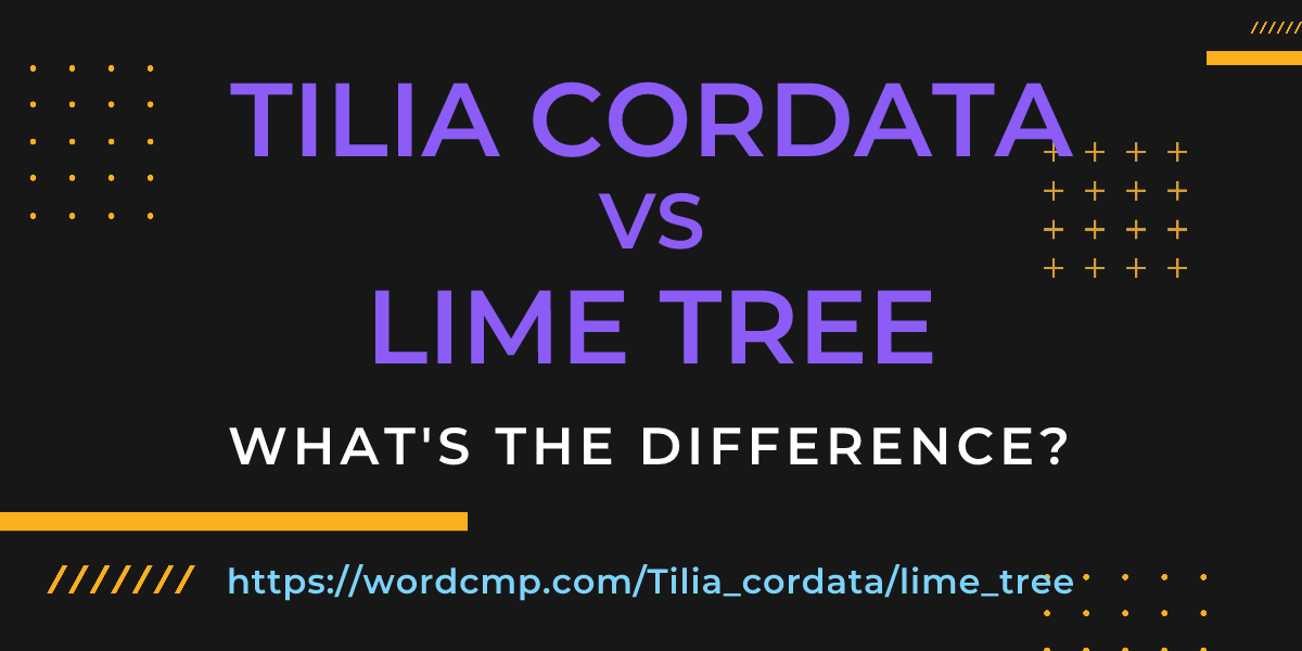 Difference between Tilia cordata and lime tree