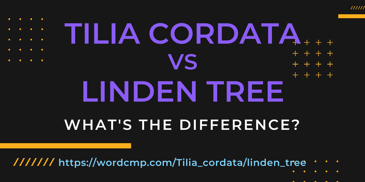 Difference between Tilia cordata and linden tree