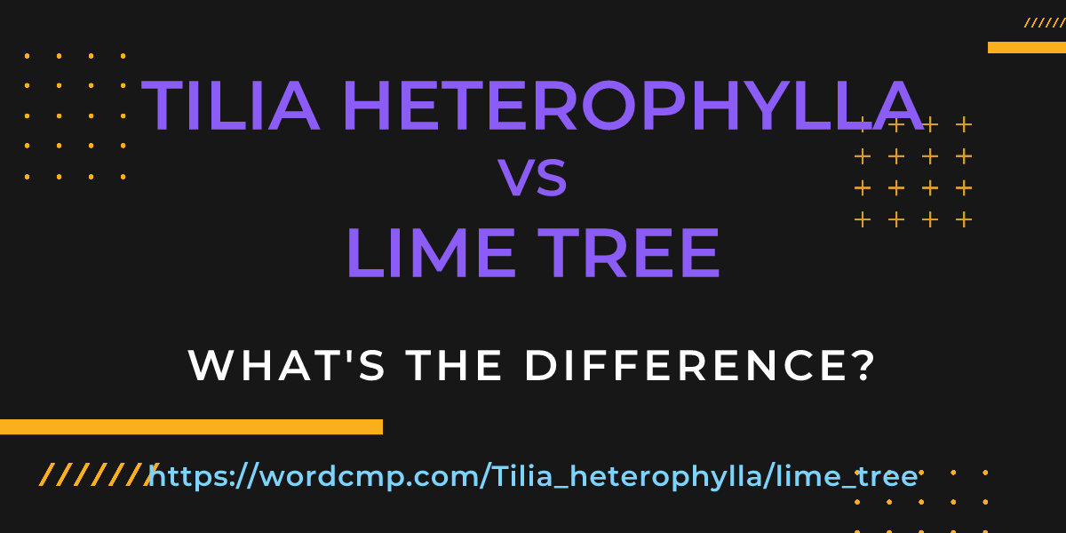 Difference between Tilia heterophylla and lime tree