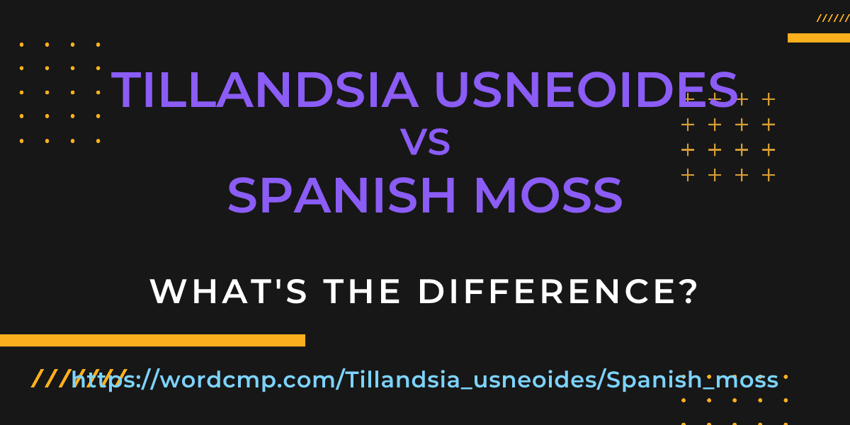 Difference between Tillandsia usneoides and Spanish moss