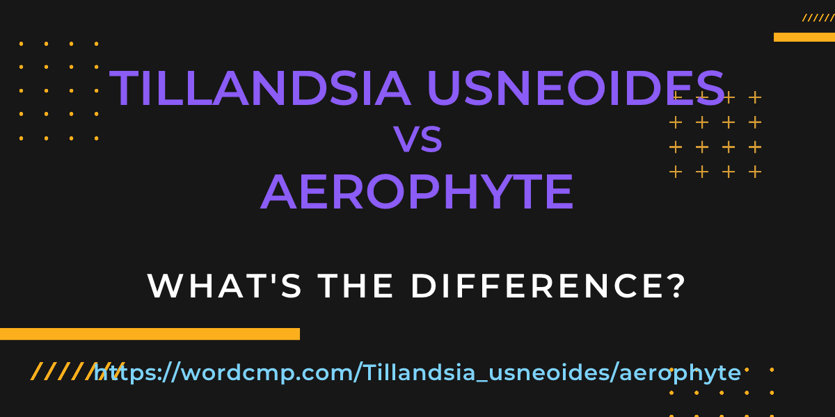 Difference between Tillandsia usneoides and aerophyte