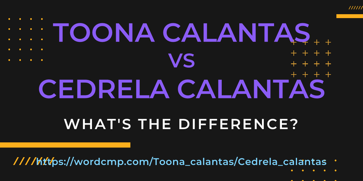 Difference between Toona calantas and Cedrela calantas