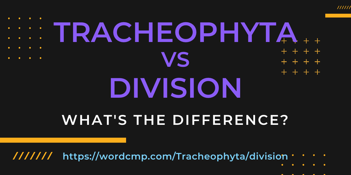 Difference between Tracheophyta and division