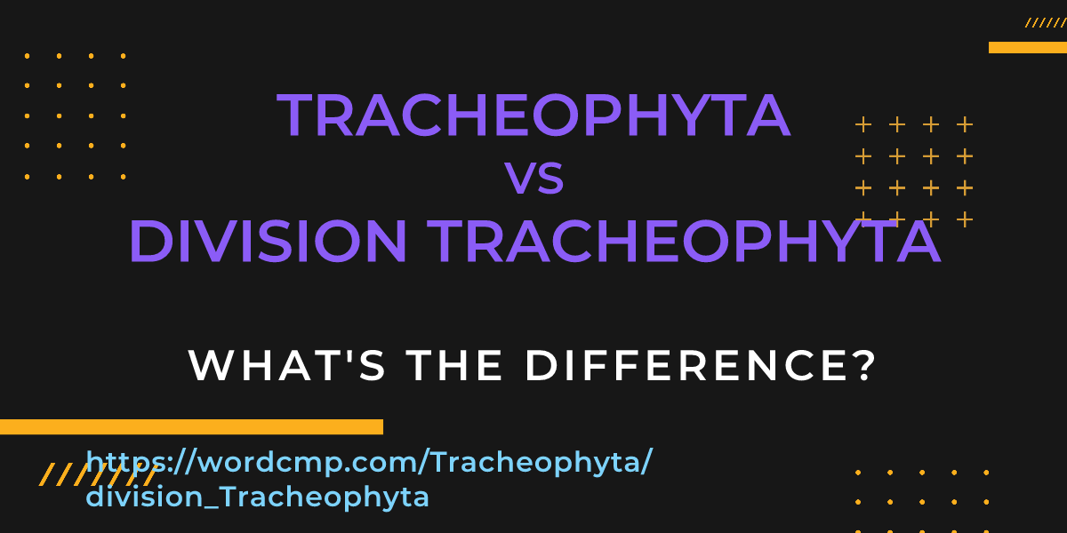 Difference between Tracheophyta and division Tracheophyta