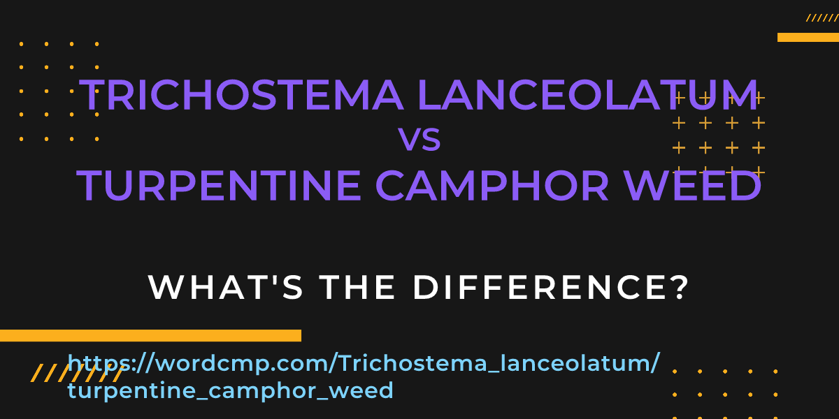 Difference between Trichostema lanceolatum and turpentine camphor weed
