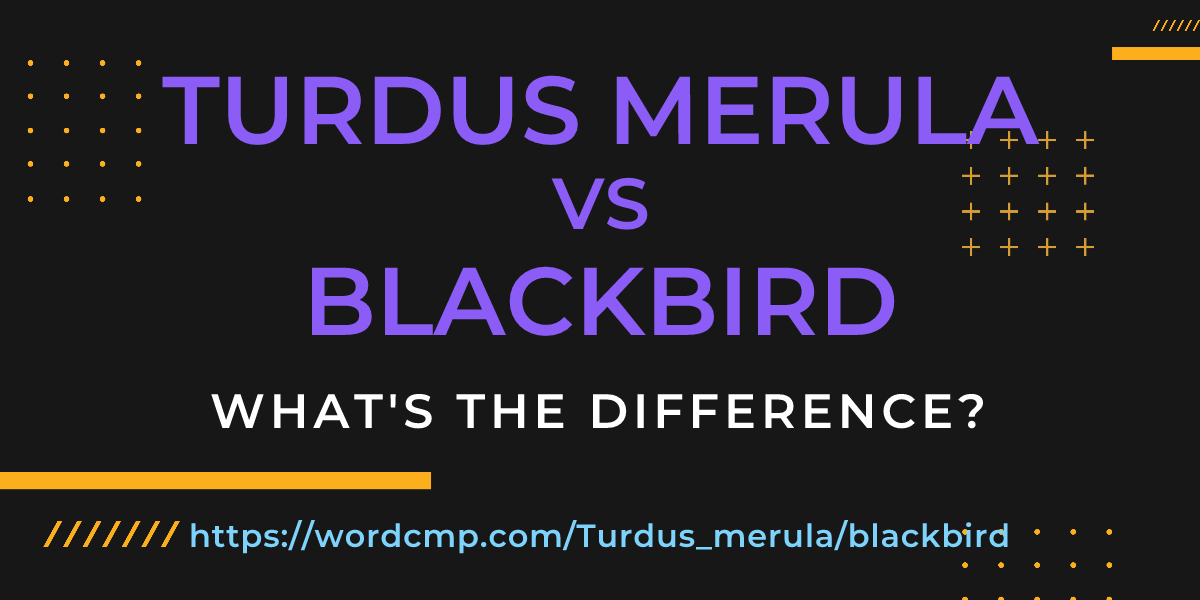 Difference between Turdus merula and blackbird