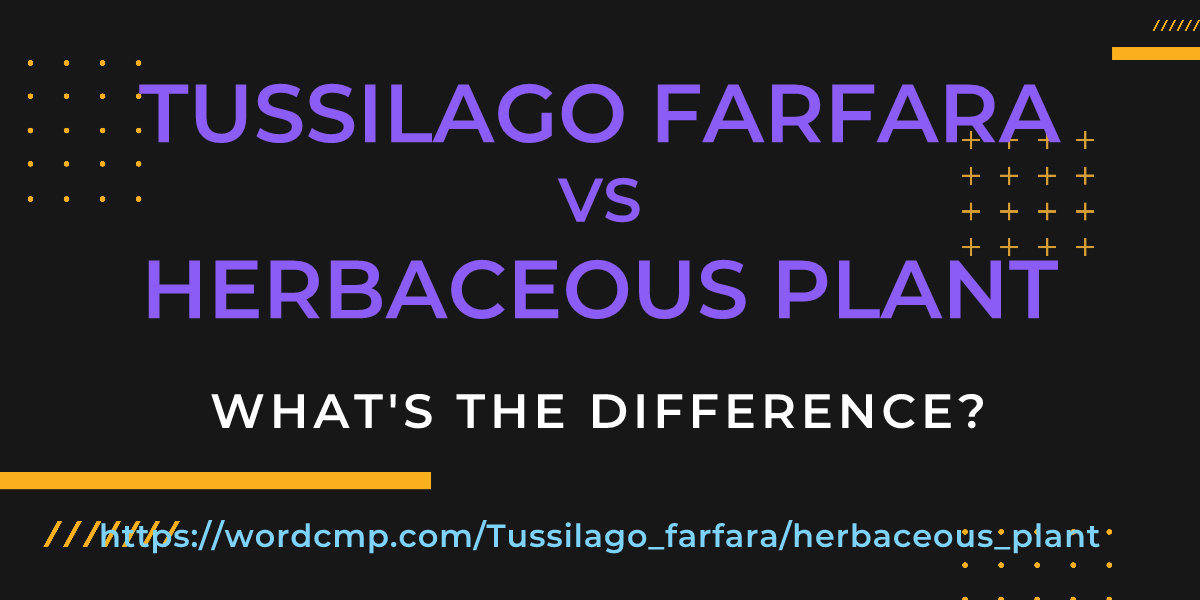 Difference between Tussilago farfara and herbaceous plant