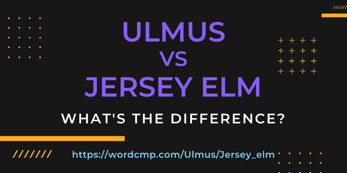 Difference between Ulmus and Jersey elm