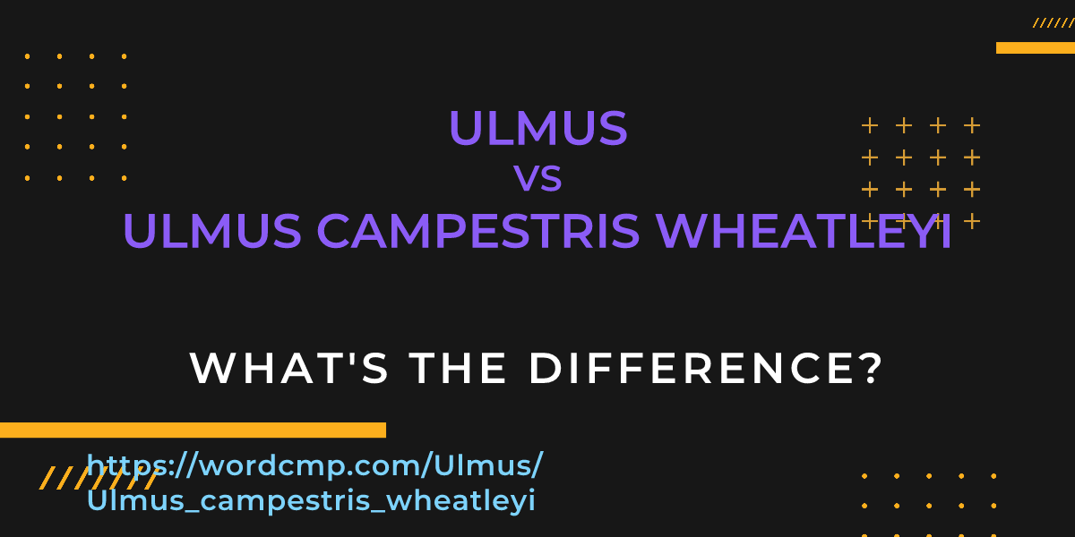 Difference between Ulmus and Ulmus campestris wheatleyi