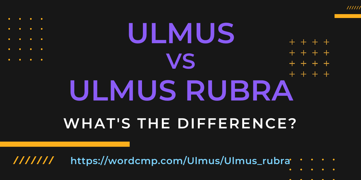Difference between Ulmus and Ulmus rubra